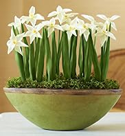 Spring Trough