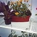 Bench Top Side Rack for the Solexx Greenhouses 