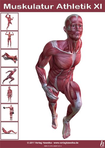 Hawelka Anatomie Poster - Muskulatur Athletik XI - DIN A3