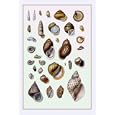 Shells: Sessile Cirripedes #2 12x18 Giclee on canvas