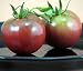 Black Prince Tomato 4 Plants