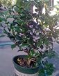 Pink Parade Camellia Five Gallon by Monrovia Growers