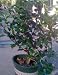 Pink Parade Camellia Five Gallon by Monrovia Growers