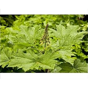 Photographic Prints of Devila ;s Club - in flower from Ardea Wildlife Pets
