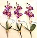 Tanday (Purple) Mini Phalaenopsis Silk Orchid with Leaves (3 plants).