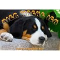 Metall - Warnschild Appenzeller Sennenhund
