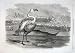 FLAMINGOES, PELICANS,DUIKERS SANDWICH HARBOUR S. AFRICA