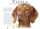 Vizsla 