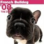 French Bulldog 2008 Square Wall Calendar (German, French, Spanish and English Edition)