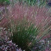 Mexican Pink Satin Grass 35 Seeds -Muhlenbergia - FREE SHIPPING ON ADDITIONAL HIRTS SEEDS ORDERED & PAID WITH ONE PAYMENT!
