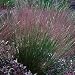 Mexican Pink Satin Grass 35 Seeds -Muhlenbergia