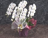 ���؂ȑ��蕨�B�Ӓ��� �� �� ���� �T�{���� �A�C�j�� �J�X�j�� �y�������� �a�����̂��j���p