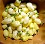Peruvian White Lightning Habanero Pepper 30 Seeds- HOT