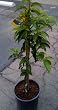 Stuart Avocado Tree--Will Arrive Between 3 and 4 Feet Tall