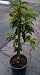 Stuart Avocado Tree Five Gallon...