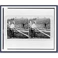 Stereoview (L): Jinks! I could a sworn I saw a leetle darkey in the melon-patch