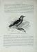Cassell'S Birds C1870 Stone Thrush Rock Wagtail Nature