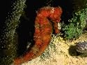 Deep Sea Dive