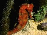 Deep Sea Dive