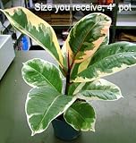 SYLVIE RUBBER TREE PLANT – FICUS – NEW YET VERY OLD!