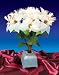 20" Pre-Lit Fiber Optic White Poinsettia Artificial Christmas Plant Multi Lights