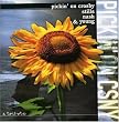 Vol. 1-Pickin' on Crosby Stills N Vol. 1-Pickin' on Crosby Stills N