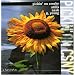 Vol. 1-Pickin' on Crosby Stills N