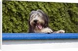 Canvas Prints of Dog - Bearded Collie look over the wall from Ardea Wildlife Pets