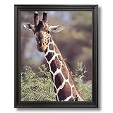 African Giraffe Bird Close Up Animal Wildlife Home Decor Wall Picture Black Framed Art Print