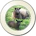 Sheep with Baby Car Tax Disc Holder New Animal, Ref:ASH-6T