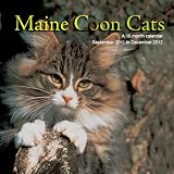 Maine Coon Cats 2012 Wall Calendar #CAT02
