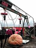 Dills Atlantic Giant Pumpkin 15 Seeds -HUGE- FREE SHIPPING ON ADDITIONAL PACKS OF HIRTS SEEDS ORDERED & PAID WITH ONE PAYMENT!