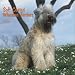   - Soft Coated Wheaten Terriers 2009 Wall Calendar 12