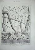 old-print