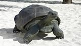ＦＲＰ動物オブジェ　ガラパゴスの遺産 / Galapagos Tortoise