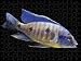 Photo Jigsaw 16x12 (40x30cm) Lake Malawi Cichlid by Ardea