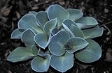 Blue Mouse Ears Hosta - 2008 Hosta of the Year - Dwarf