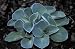 Blue Mouse Ears Hosta - 2008 Hosta of the Year - Dwarf