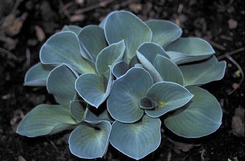 Blue Mouse Ears Hosta - 2008 Hosta of the Year - Dwarf/Fairy Garden - 4 Blue Mouse Ears Hosta - 2008 Hosta of the Year - Dwarf/Fairy Garden - 4