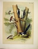 Magpie Wood Pecker Bunting Jasper Birds Of America 1878