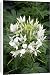 Canvas Prints of Cleome Spider flower (white) from Ros Drinkwater