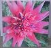 Pink Bromeliad Flower - Canvas Picture for Wall - 11 x 11 Inches
