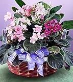 The FTD® African Violets