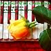 Search : Fado VII (remix)
