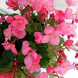 ベゴニア：ラブミー4号鉢植え[秋から冬に可憐なピンクの花を大量に咲かせる人気品種]