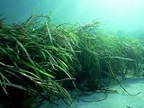 Eelgrass, Zostera Marina, South Uist, Scotland Photographic Poster Print by Sue Scott, 12x16