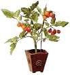 15" Mini Artificial Tomato Plant