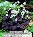 Oxalis Triangularis (Purple Shamrock) - 25 robust bulbs - #1 Tubers