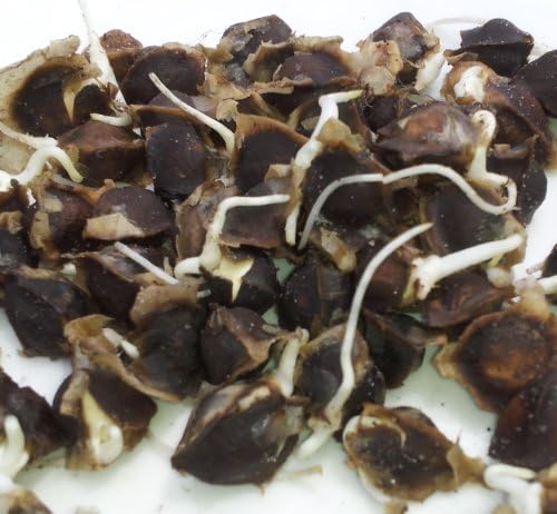 75 Moringa Oleifera PKM1 Seeds + 15 free seed bonus!! - *Highest Producing Plantation Variety * Best Prices, Free Shipping. STOP OVERPAYING FOR HEALTH!