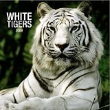 White Tigers 2009 Square Wall Calendar